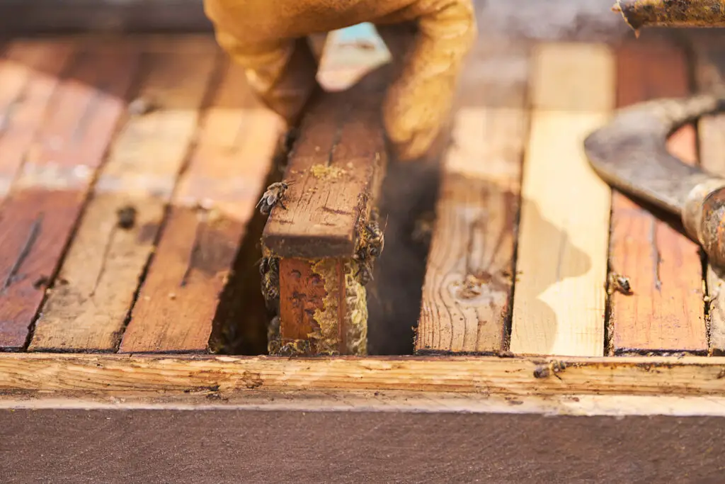A person is working on a wooden structure with a bee hive